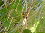 Bug11092005.JPG