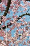 Cherry_Blossom04102010-2.jpg