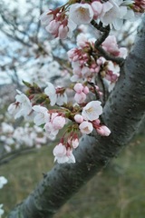 Cherry_Blossoms04142012dp2-03.jpg