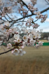 Cherry_Blossoms04142012sd15-01.jpg