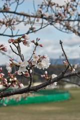 Cherry_Blossoms04142012sd15-02.jpg