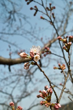Cherry_blossom04102011dp2-1.jpg