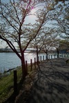 Cherry_blossom04292011dp1-01.jpg