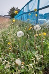 Dandelion05022011dp1-01.jpg