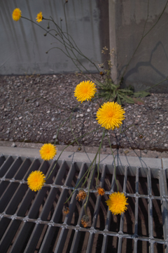 Dandelion05162011-01.jpg