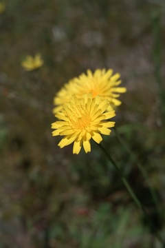 Dandelion05252011dp2-01.jpg