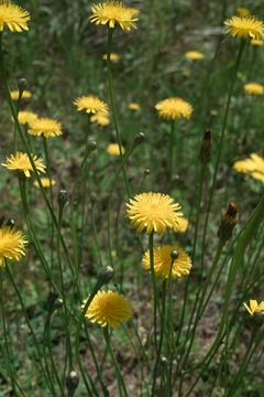 Dandelion05252011dp2-02.jpg