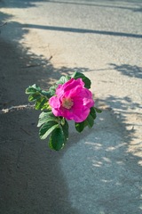 Flower05062012dp2-01.jpg