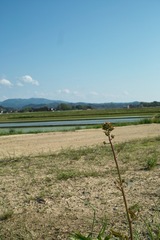 Flower05062012dp2-02.jpg