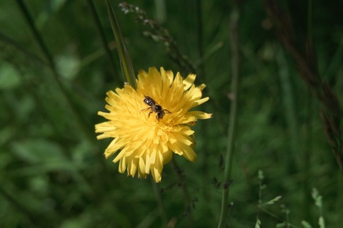 Flower_and_bug05252011dp2-01.jpg