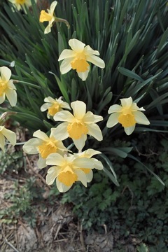 Narcissus04102011dp2.jpg