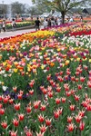 Tonami_Tulip_Fair2012_04292012sd15-03.jpg