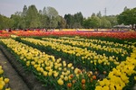 Tonami_Turip_Fair05062013dp1x.jpg