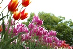Tonami_Turip_Fair05062013dp3m07s.jpg