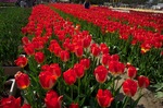 Tulip_Fair05052011nex5.jpg