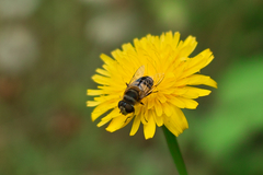 bug06222012dp2-01trim.jpg