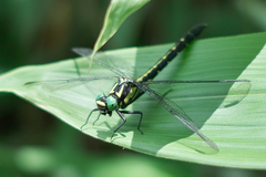 bug06222012dp2-03trim.jpg