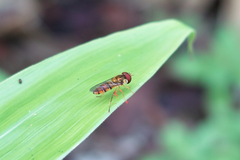 bug06222012dp2-04trim.jpg