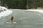 cat02232013dp3m_trim.jpg