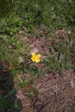 flower05162011dp1.jpg