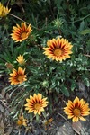 flower06112011dp2-01.jpg