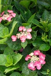 flower06252011sd15-01.jpg