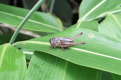 grasshopper07132012dp1x-trim.jpg