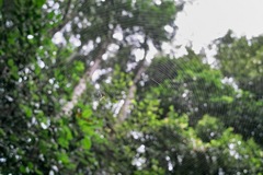 spider07132012dp1x.jpg